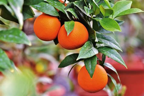 Valencia Orange Tree For Sale Buying And Growing Guide