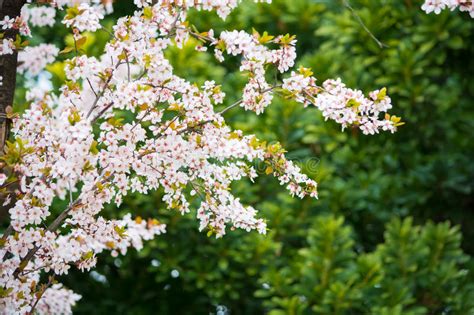 White Cherry Blossomsakura Flower Stock Image Image Of Flowers