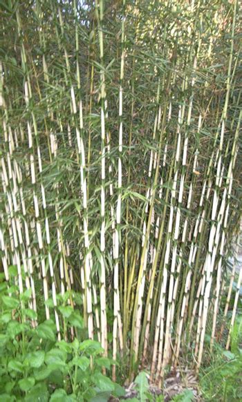 With bamboo plants rapidly taking over the hillsides in several central hanover communities, veteran the bamboo sheds its leaves, so it is not like the traditional plants that add moisture or send. Bamboo Sales and Landscaping Victoria BC
