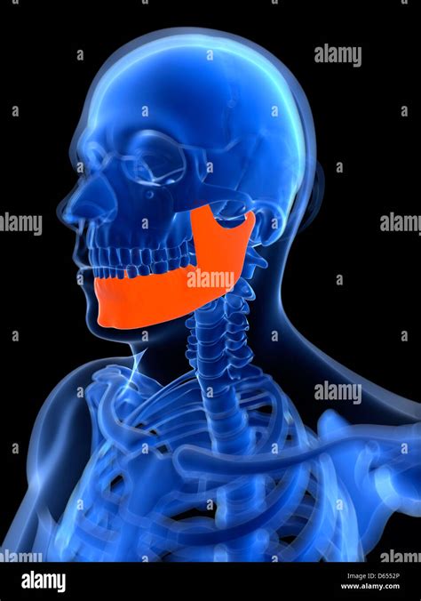 Lower Jaw Bone Artwork Stock Photo Alamy