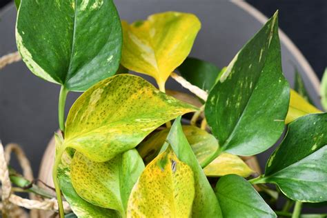 Why Are My Pothos Leaves Turning Yellow Causes Solutions