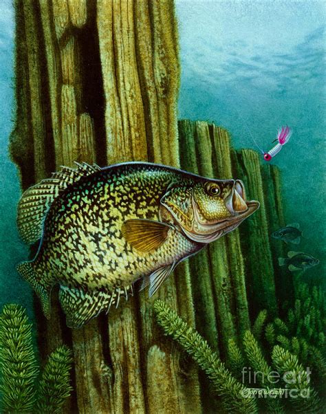 Crappie And Posts Painting By Jq Licensing Pixels