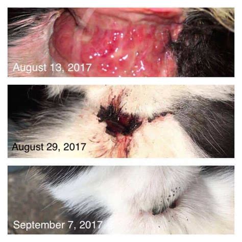 Treat Cat Ear Yeast Infections Kitten Ringworm Cat Fight Bite With Banixx