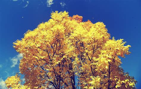 Yellow Leafed Tree Trees Hd Wallpaper Wallpaper Flare
