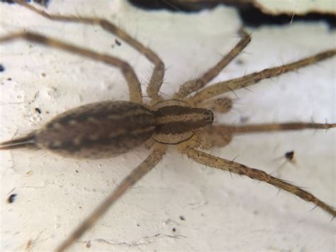 Maryland Biodiversity Project Grass Spider Agelenopsis Sp