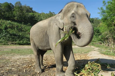 Fotos Gratis Fauna Silvestre Zoo Mamífero Tailandia Safari