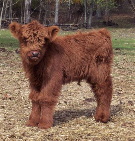 Baby Cows Cute Cows Farm Animals Animals And Pets Baby Elephants