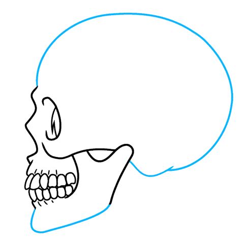 Skull Profile Drawing
