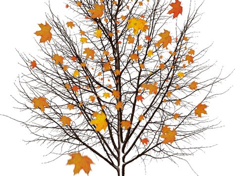 Autumn Tree With Leaves Isolated Object Png Isolated Objects Textures For Photoshop