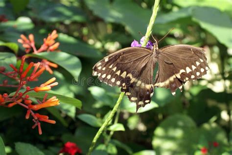 Brown Butterfly With Ragged Wings In A Butterfly Garden Stock Image