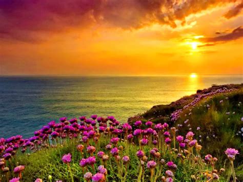 Golden Shine Orange Sky Sunset Sea Ocean Coast With Purple Flowers