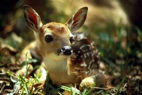 Free Picture Cute Deer Fawn