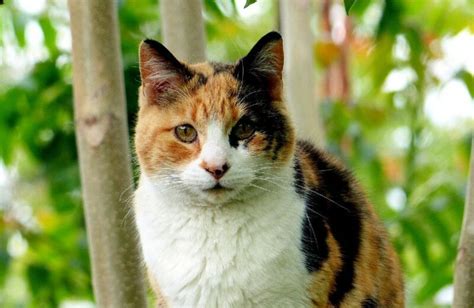 6 Different Types Of Calico Cats With Pictures Catster