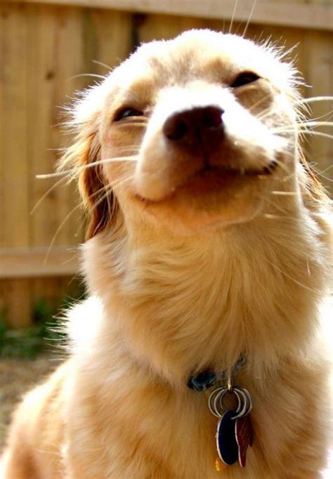25 Photos That Show Animals Can Smile Too Pulptastic
