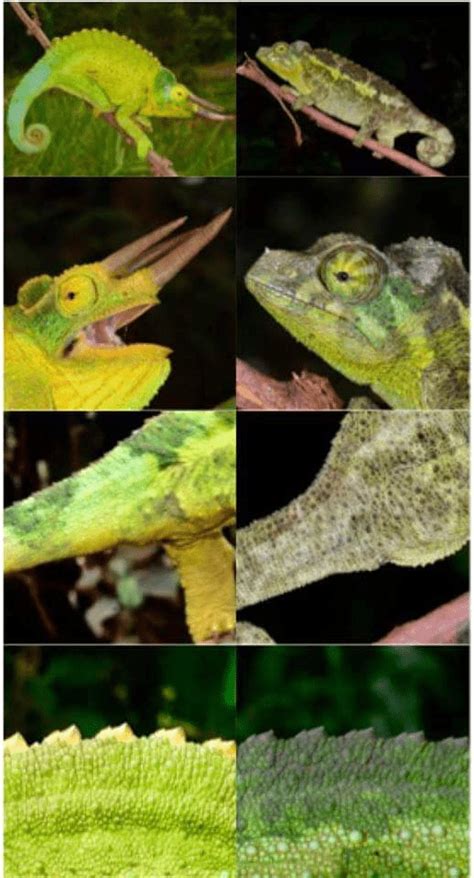 How To Sex Jacksons Chameleons Reptifiles Chameleon Health Guide