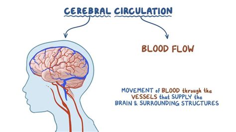 Cerebral Circulation Osmosis