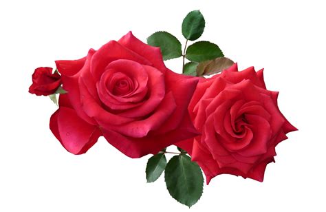 Red Roses PNG Image PurePNG Free Transparent CC PNG Image Library