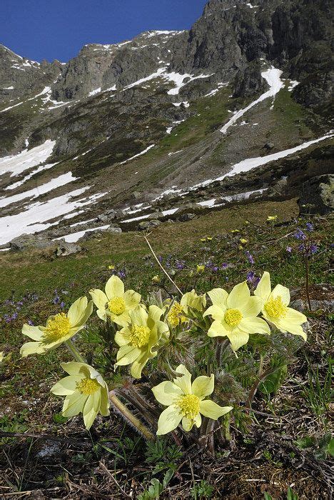 Alpine Pasque Flower Swiss Alps Art Print By Thomas Marent In 2021