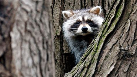 Zombie Raccoon Sightings Distemper Virus Can Spread To Dogs