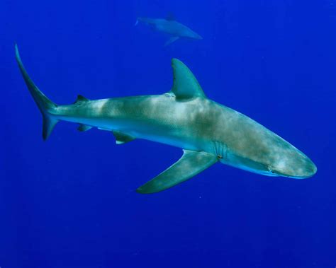 Galapagos Shark Pictures Az Animals