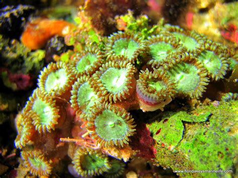 Green Zoanthids Florida Keys Marine Life