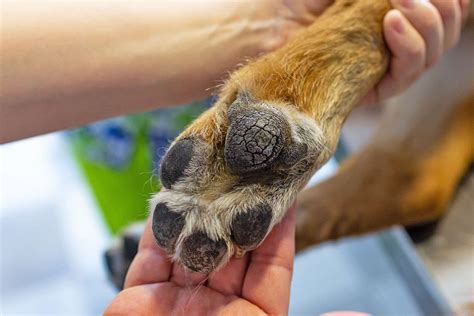 How Do You Treat An Infected Dog Paw
