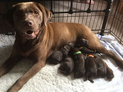 Find 182 labrador retrievers for sale on freeads pets uk. Chunky Chocolate Labrador Puppies for Sale | Malton, North ...