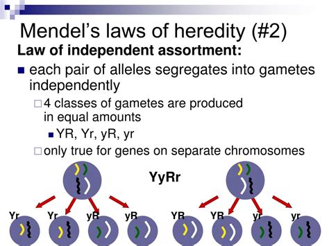 ppt mendel genes and inheritance powerpoint presentation free download id 734688