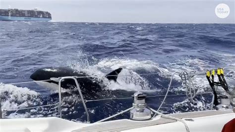Orcas Attacking Boats Sinking Vessels Near Spain Is Learned Behavior