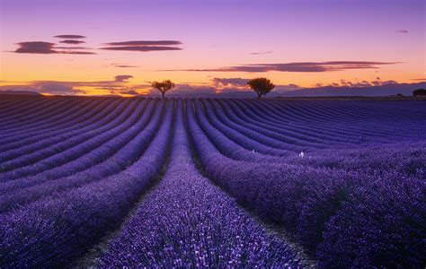 Stunning Pictures Of Lavender Fields Landscapes Lavender Fields