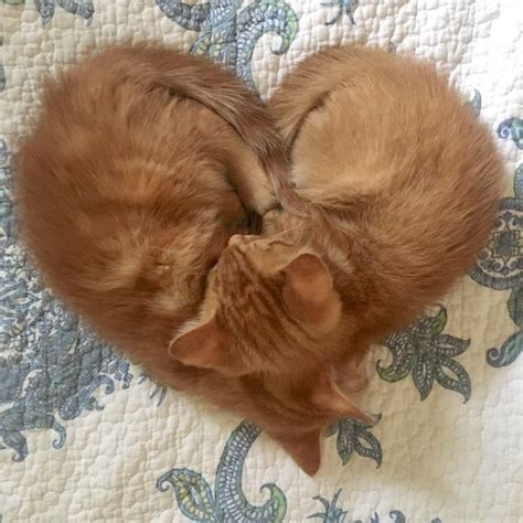 18 Heart Melting Photos That Could Illustrate Love In A Picture