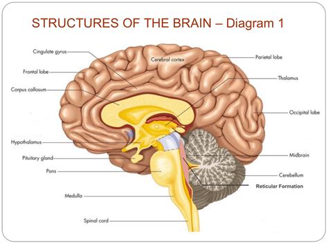Psychology Brain Structures Diagram Quizlet