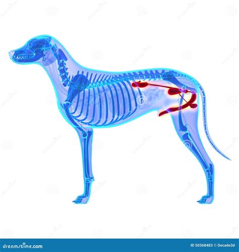 Dog Urogenital System Canis Lupus Familiaris Anatomy Isolate Stock