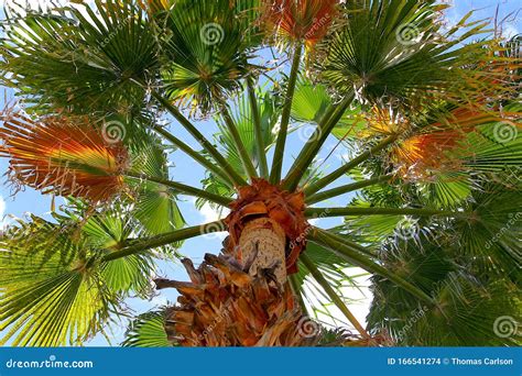 Looking Up A Palm Tree In Palm Springs California Stock Photo Image