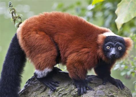 Red Ruffed Lemur Facts Diet Habitat Pictures