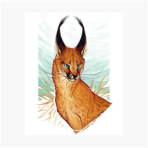 Caracal Photographic Print For Sale By Giulialibard Redbubble