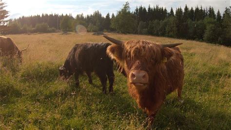 Scottish Highland Cattle In Finland Cows At The Pasture 8th Of July