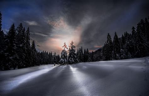 Nature Photography Landscape Winter Snow Forest Sunset Sunlight Pine Trees Cold