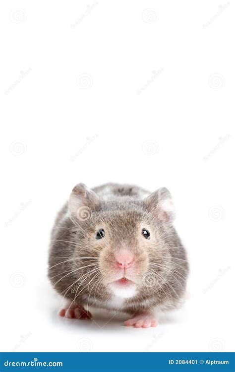 Hamster Close Up Stock Image Image Of Hamster Isolated 2084401