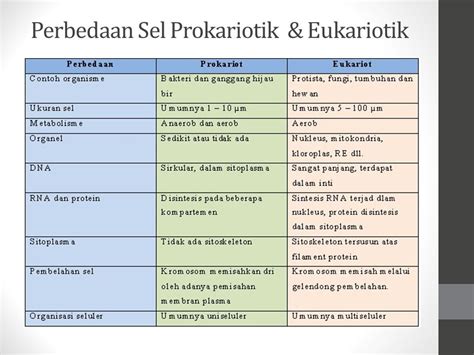 Detail Gambar Sel Prokariotik Dan Eukariotik Sel Prokariotik Koleksi