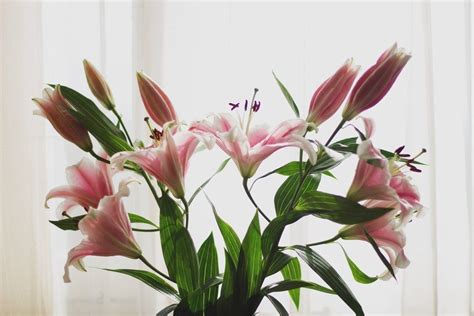 Pink Lilies Photo Editing Styles Plants With Pink Flowers This Is Us