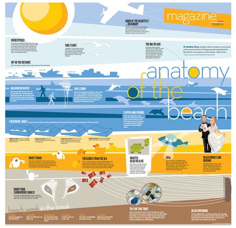 Anatomy Of The Beach Beach Week Infographic Anatomy
