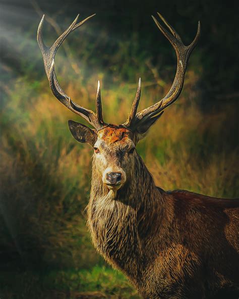 Red Deer Stag At Windsor Castle Uk Deer Photography Wild Animals