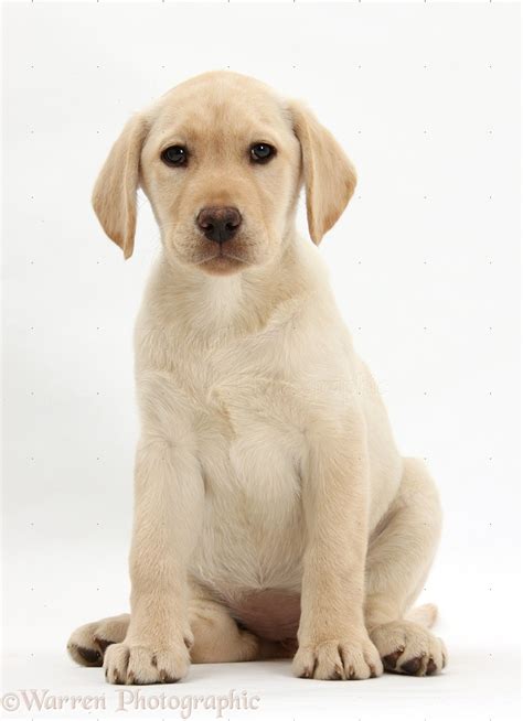 Dog Yellow Labrador Retriever Puppy 10 Weeks Old Sitting Photo Wp27467