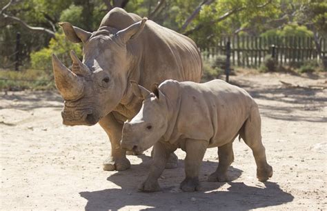 Monarto Safari Park Helping To Save Endangered Rhinos From Extinction