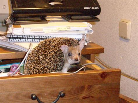 Pet Hedgehog Inside Desk Drawer Hedgehog Pet Pets Cute Animals