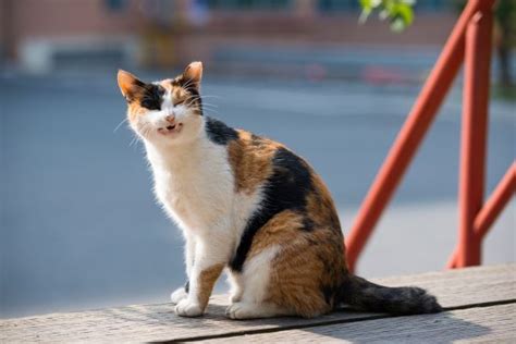 Why Do Cats Sneeze All You Need To Know About Cat Sneezing