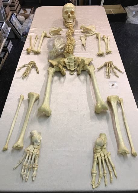 Human Anatomy Complete Bone