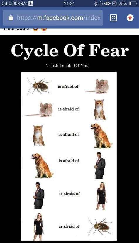 Cycle Of Fear