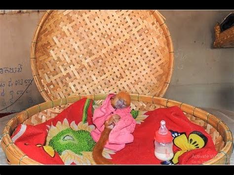 Baby monkey bobo crying loudly because dad don't allow to bath with little amy. After bath Baby monkey Yoo is having well sleep with new ...